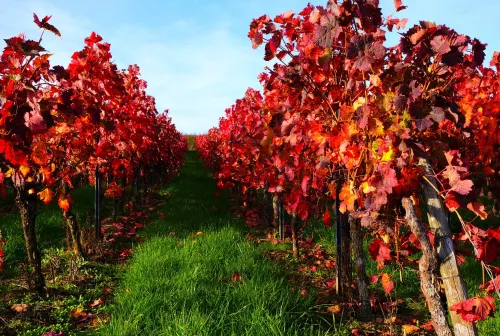 Convegno "Le sfide poste dal cambiamento climatico al settore vitivinicolo: le risposte del diritto" – 24 maggio 2024